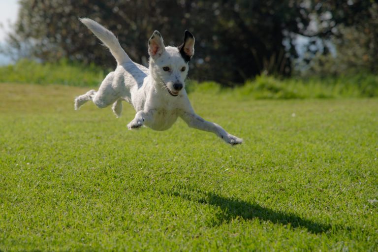 5 consejos para prevenir los problemas articulares en perros