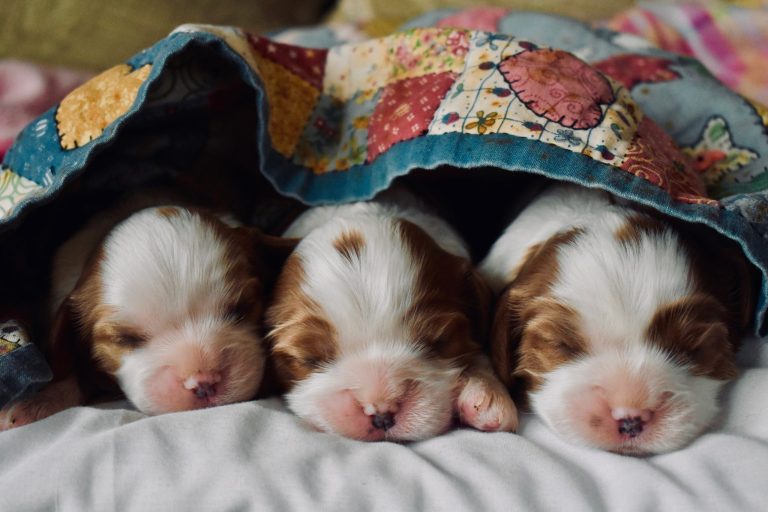 Camadas en casa: Cómo alimentar a perros cachorros recién nacidos