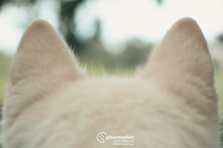Pharmadiet Veterinaria: Cómo limpiar los oídos de tu mascota en 3 pasos