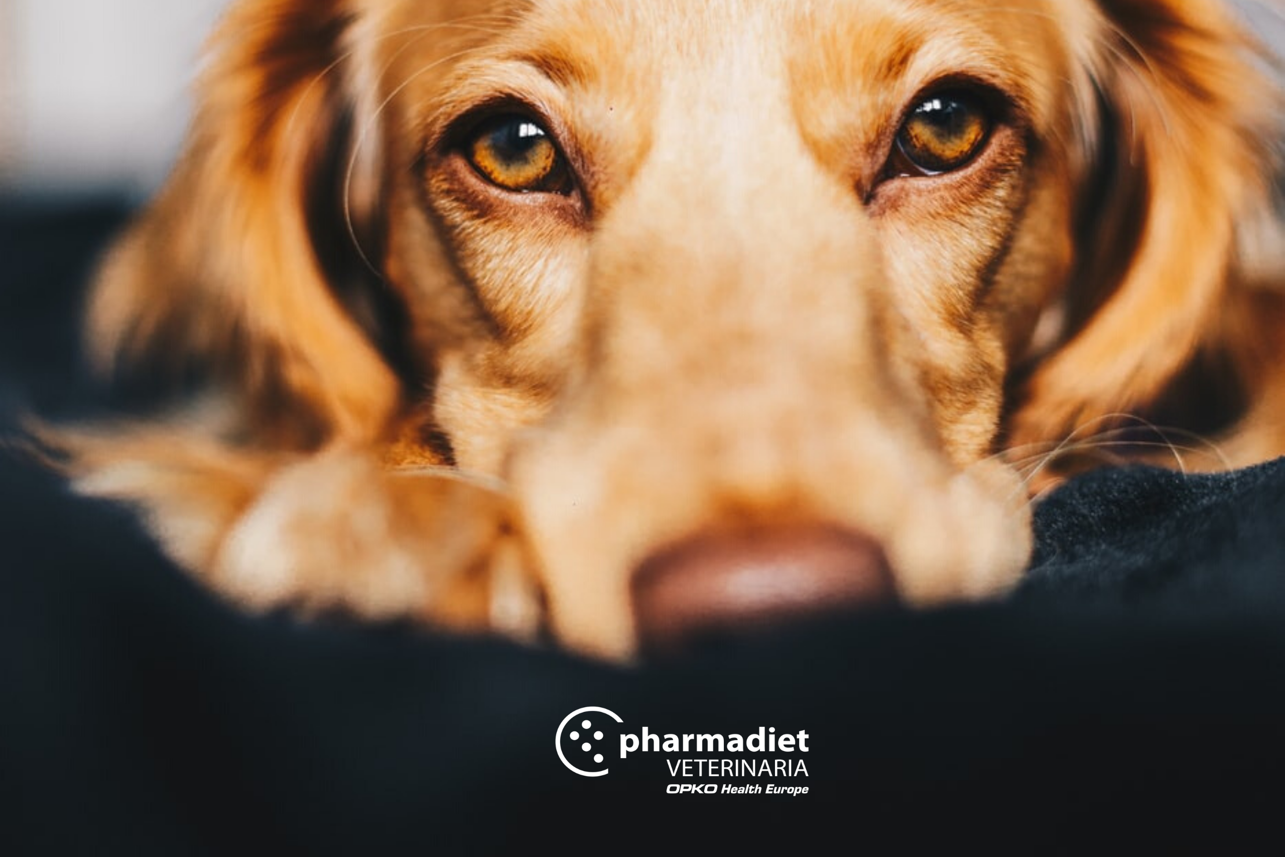 Pharmadiet Veterinaria: 4 tips para dar brillo al pelaje de tu perro