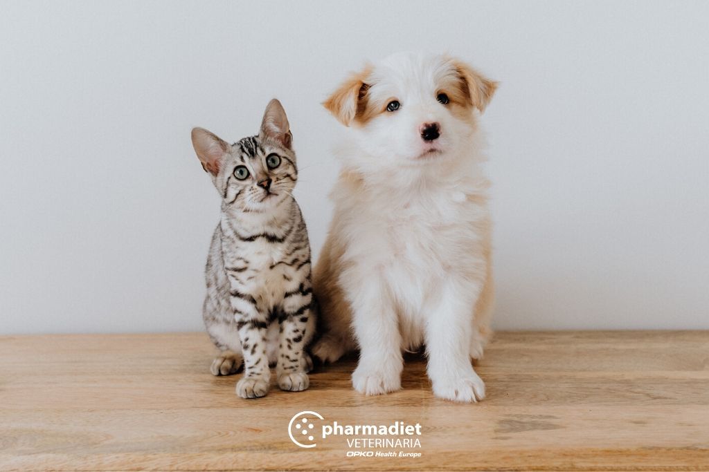 Pharmadiet Veterinaria: 5 consejos para mantener el sistema inmunitario de tu mascota en primavera