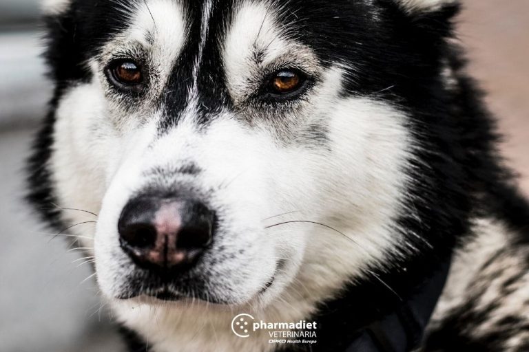 Pharmadiet Veterinaria: Perros senior: Cómo ayudarles en el envejecimiento