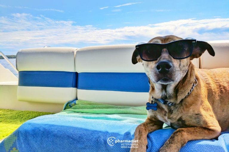 Pharmadiet Veterinaria: 4 tips para que tus mascotas disfruten de las vacaciones (y de los viajes)