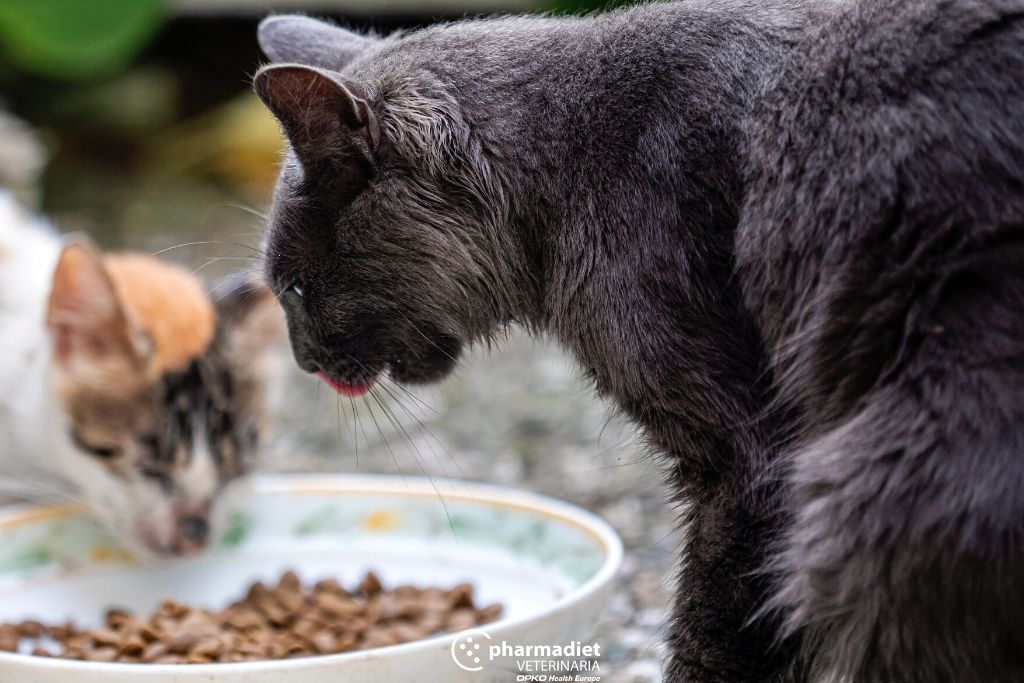 Pharmadiet Veterinaria: Problemas digestivos de las mascotas, a qué se deben y cómo podemos ayudarles