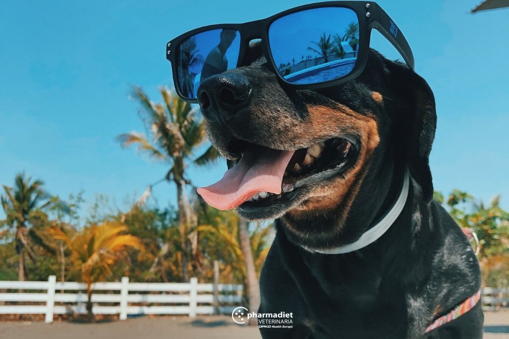 Pharmadiet Veterinaria: 5 consejos para cuidar de tus mascotas en verano