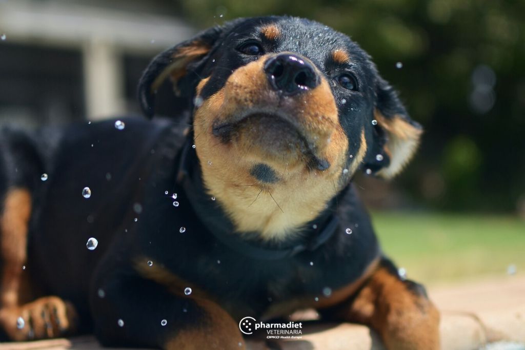 Pharmadiet Veterinaria: Cómo proteger a tu perro del sol este verano