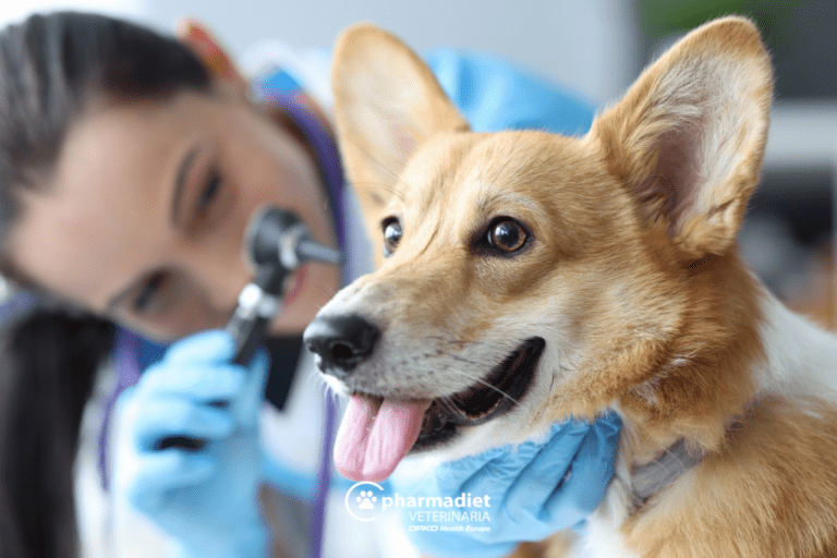 Otitis en perros – Pharmadiet Veterinaria