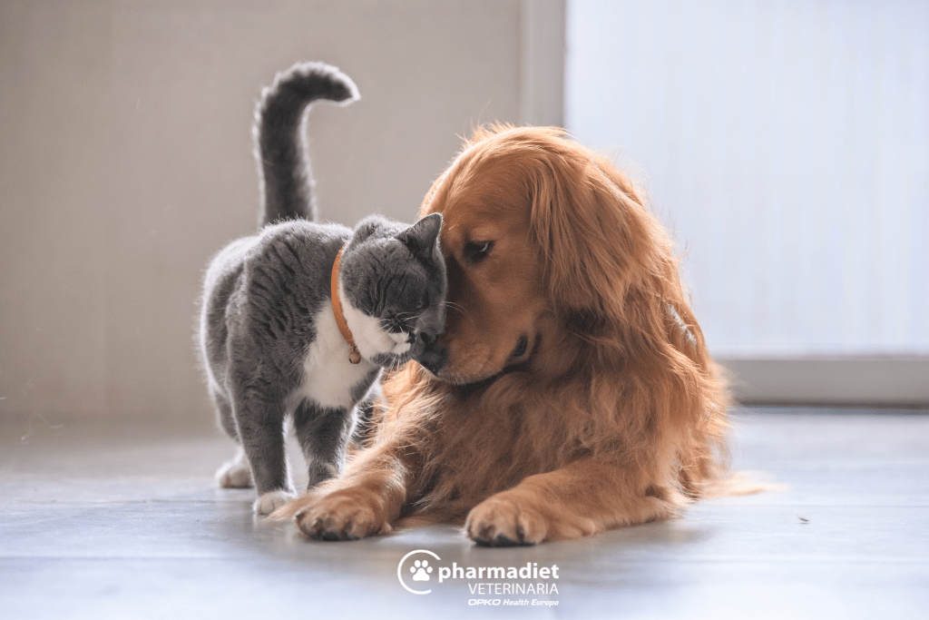 Piel sana en mascotas -Pharmadiet
