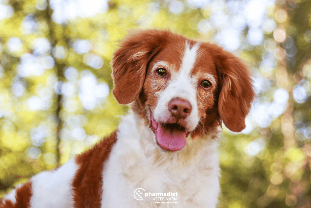 Estimulación cognitiva en perros sénior