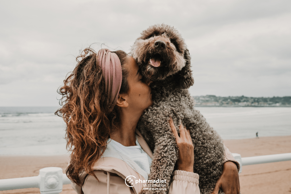 Los perros son animales muy cariñosos, demuestran su amor con gestos como el movimiento rápido de la cola, las expresiones faciales o el contacto visual. Todas las razas son cariñosas, cada perrito es distinto y lo muestra de una forma u otra, sobre todo, dependiendo del vínculo que hayas creado con él.