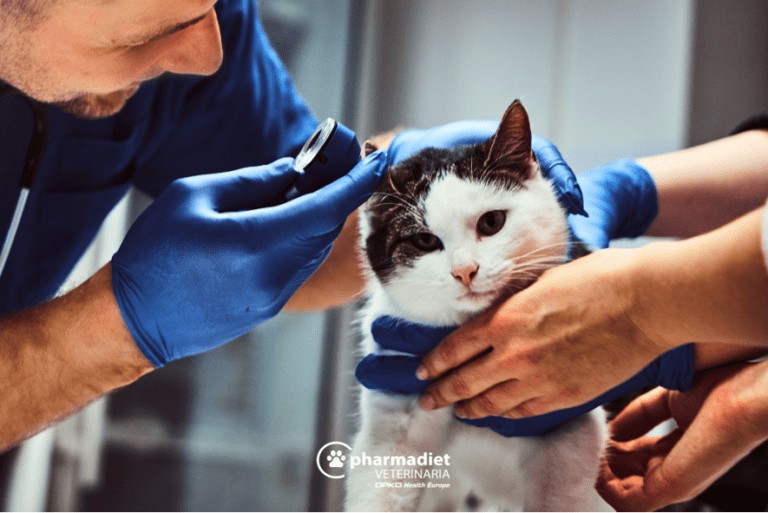 Ácaros en gatos: Qué son, principales síntomas y cómo tratarlos- Pharmadiet Veterinaria