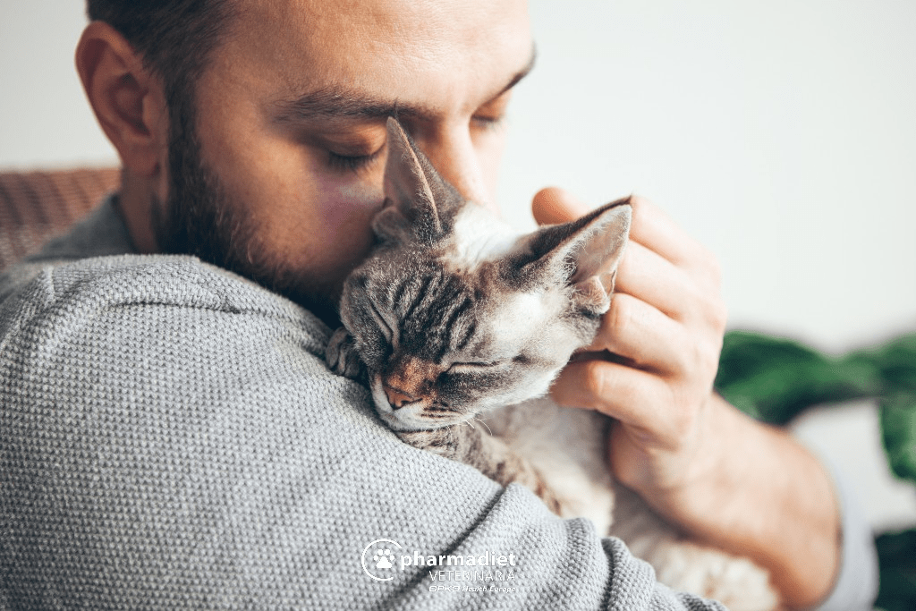 Qué quiere decir el ronroneo de un gato