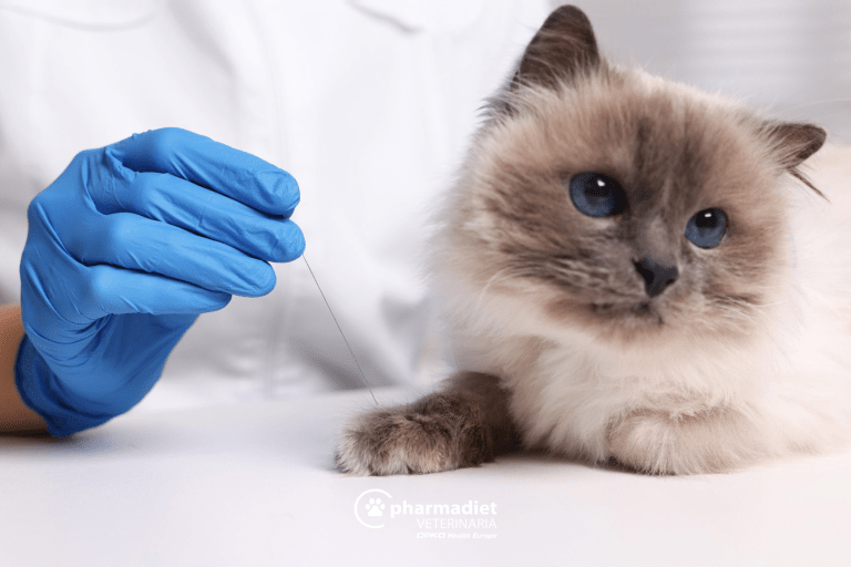 Acupuntura veterinaria - Pharmadiet