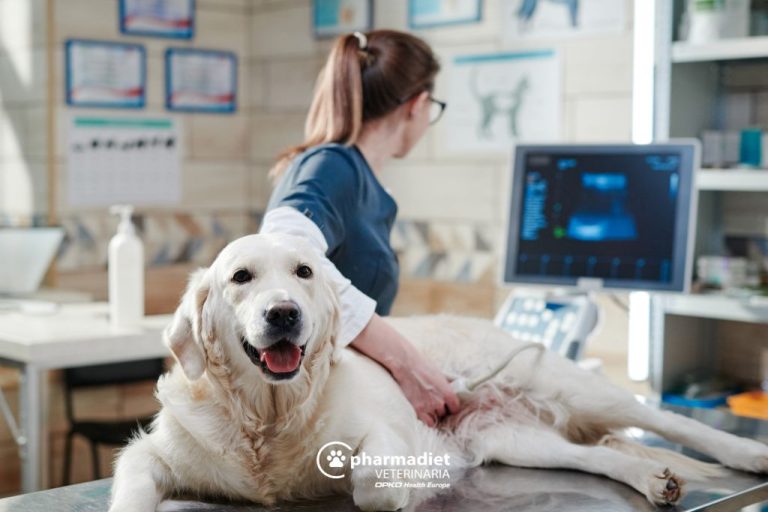 Perro con problema en el hígado en el veterinario - Pharmadiet Veterinaria