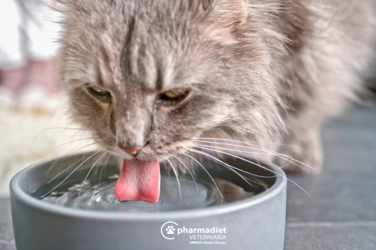 cistitis idiopática en gatos recomienda fomentar el consumo adecuado de agua.
