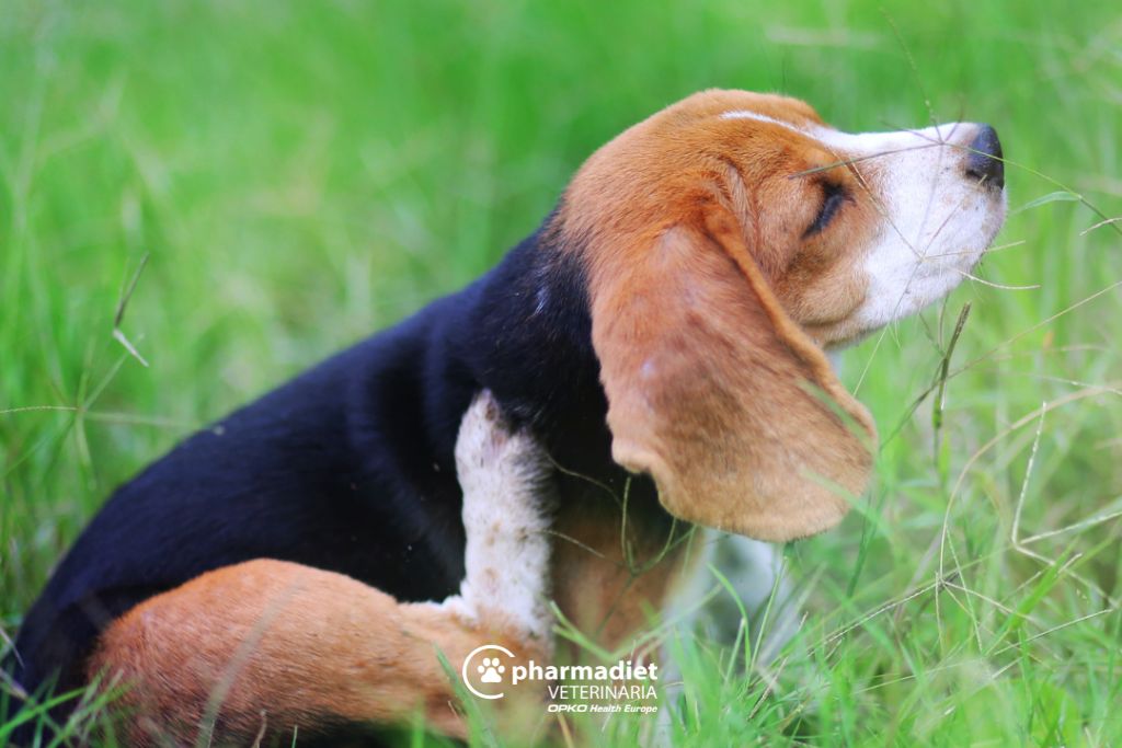 Alergias en perros, síntomas y tratamientos -Pharmadiet Veterinaria